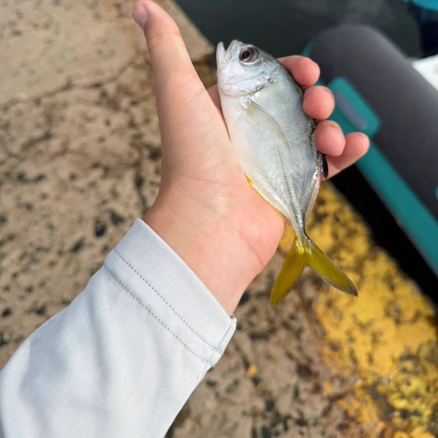 The most recent Blue runner catches on Fishbrain