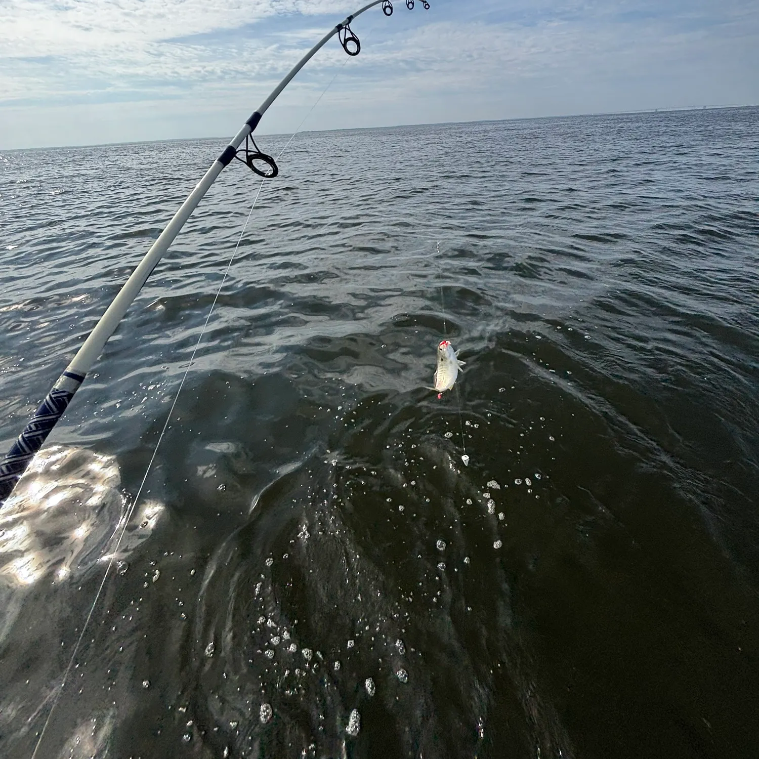The most recent Spotfin croaker catches on Fishbrain