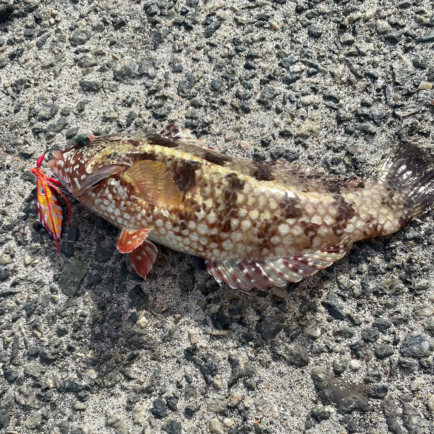 The most recent Malabar grouper catches on Fishbrain