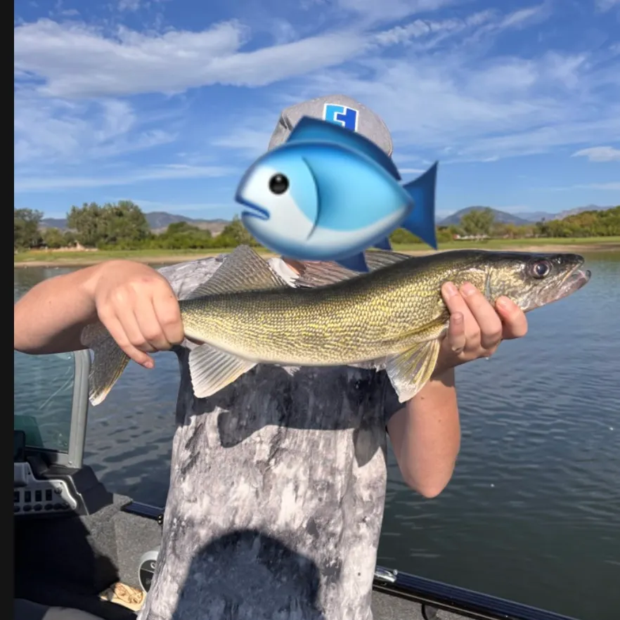 Walleye caught on Fishbrain