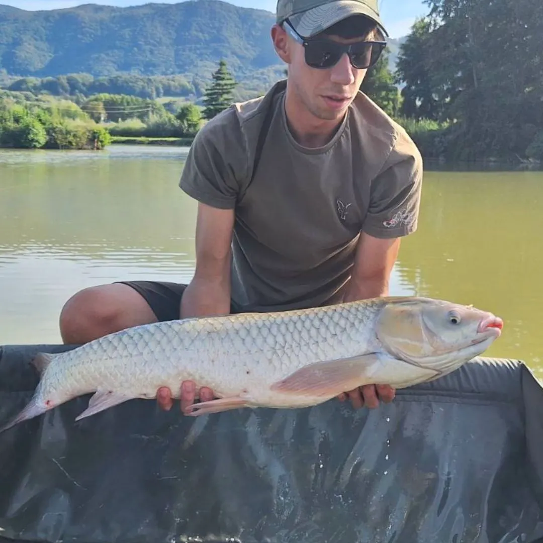 Grass carp caught on Fishbrain