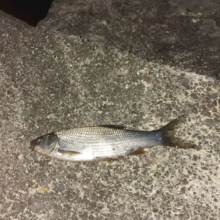 Ide caught on Fishbrain