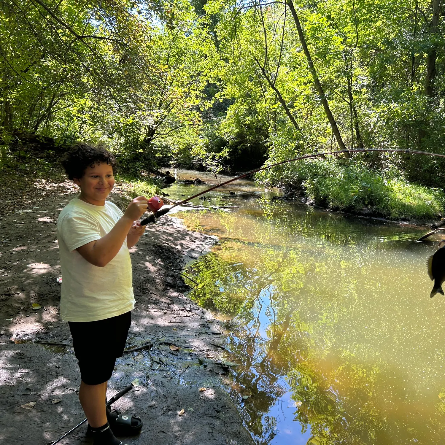 Bluegill caught on Fishbrain
