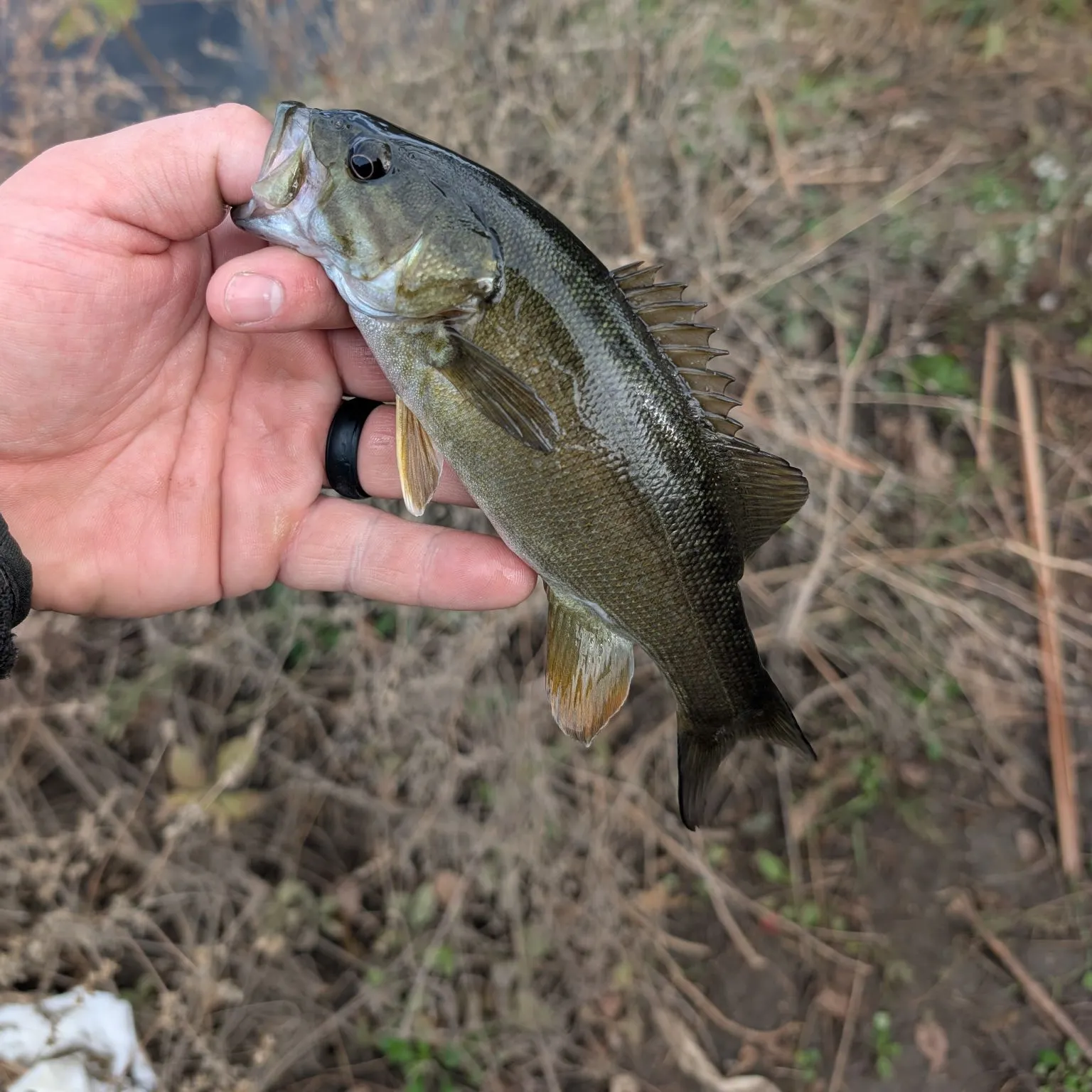 Smallmouth bass caught on Fishbrain