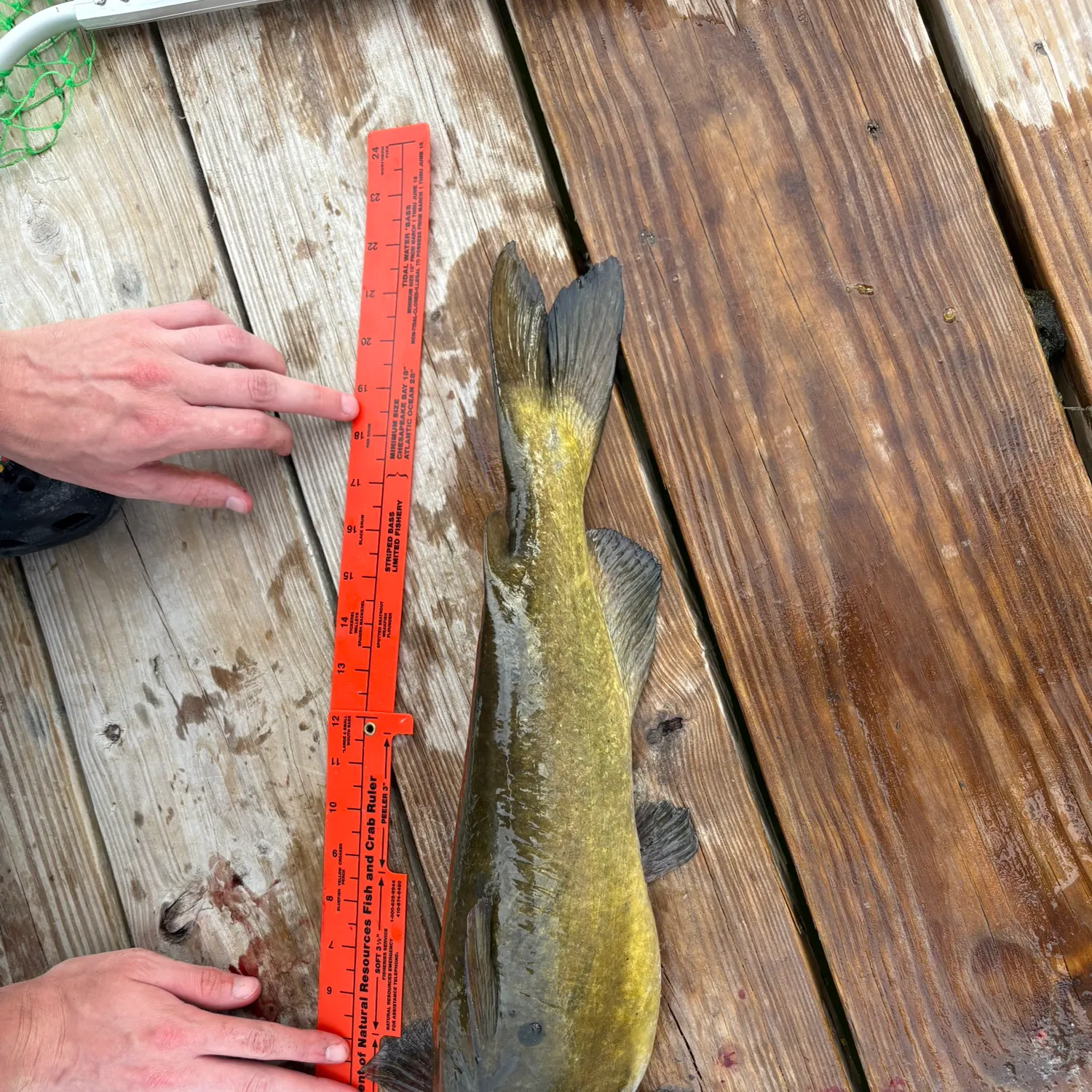 recently logged catches