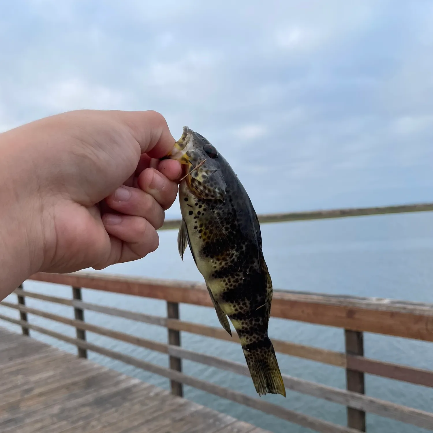 Spotted sand bass caught on Fishbrain