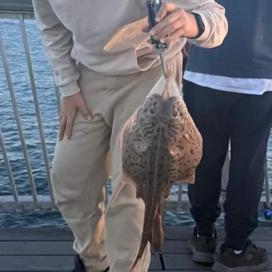 Blue skate caught on Fishbrain