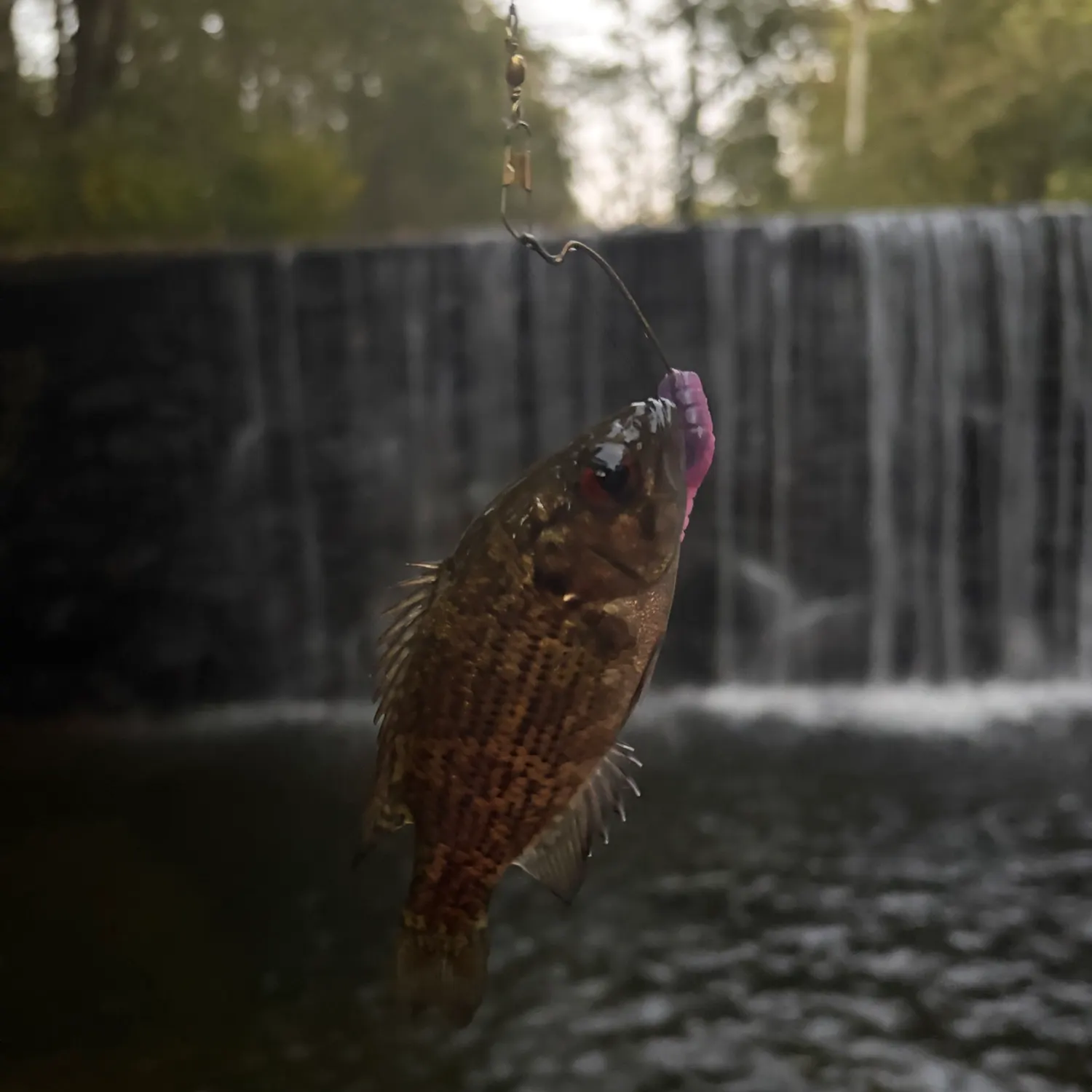 Rock bass caught on Fishbrain