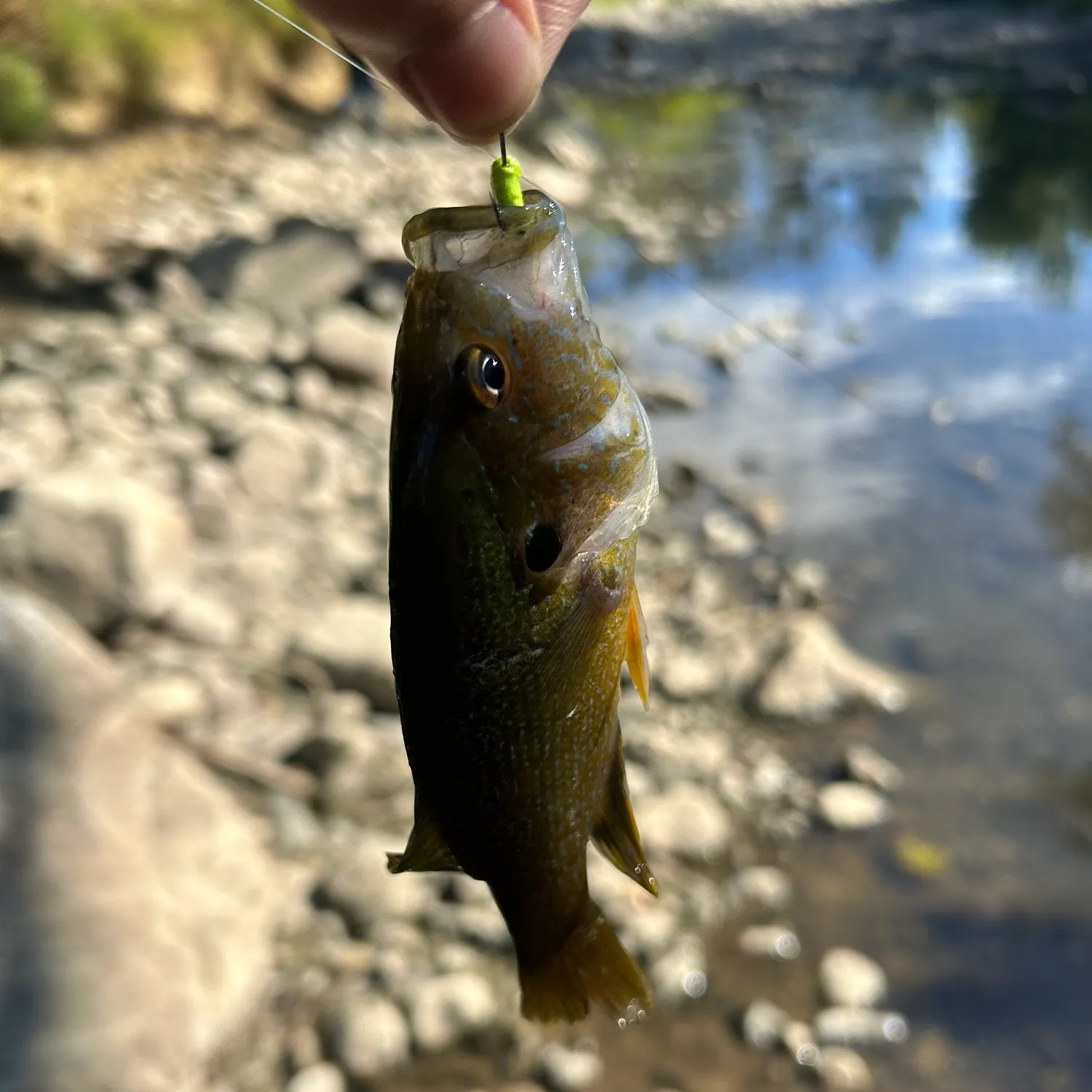 Fish caught on Fishbrain