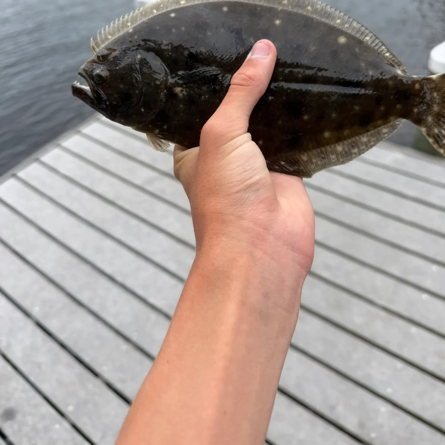 The most recent Southern flounder catches on Fishbrain