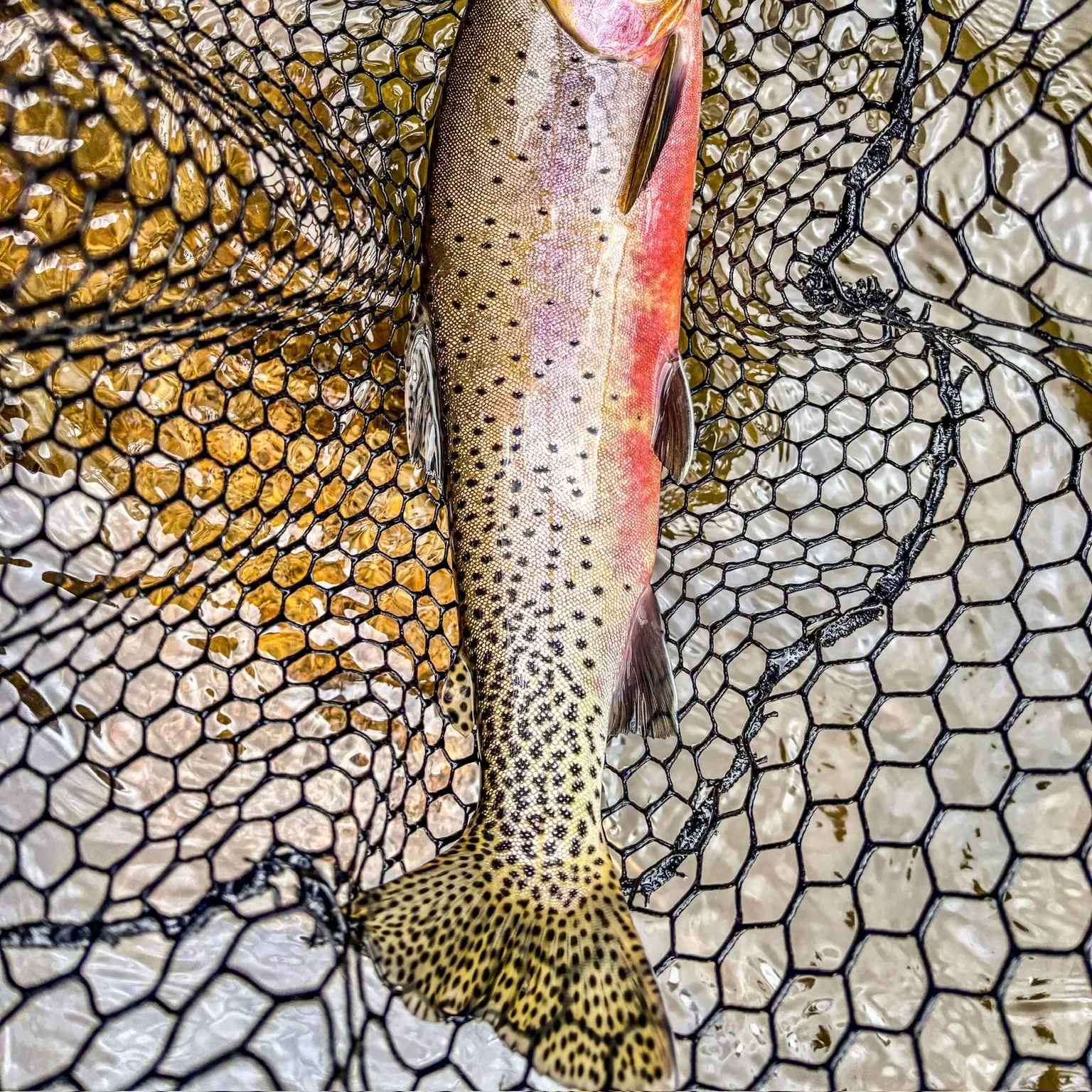 The most recent Westlope cutthroat trout catches on Fishbrain