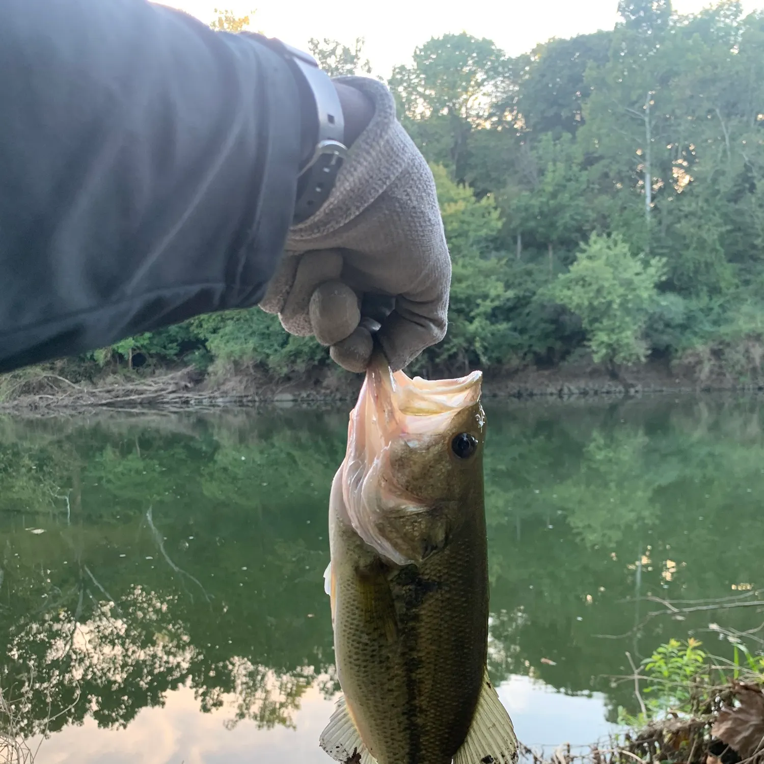 Largemouth bass caught on Fishbrain