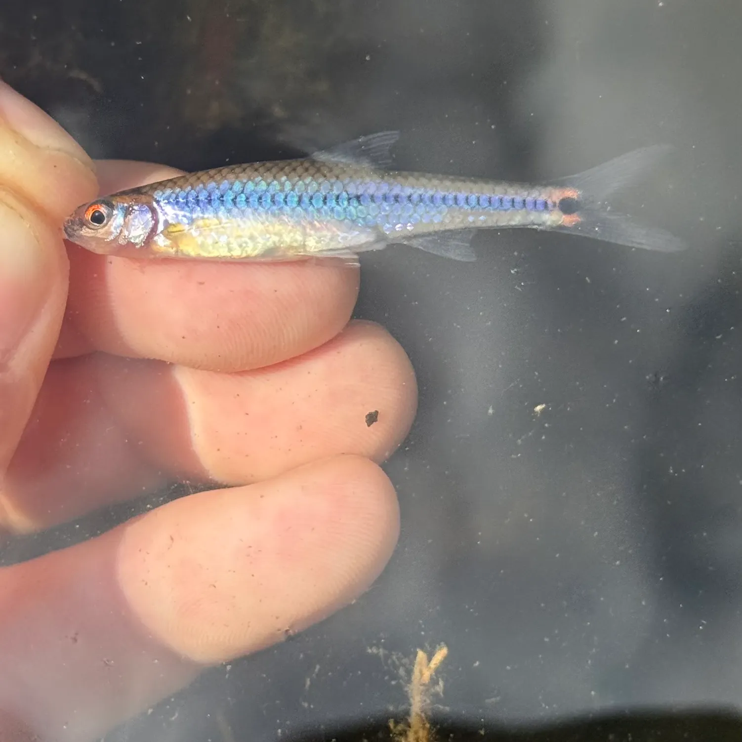 The most recent Taillight shiner catches on Fishbrain