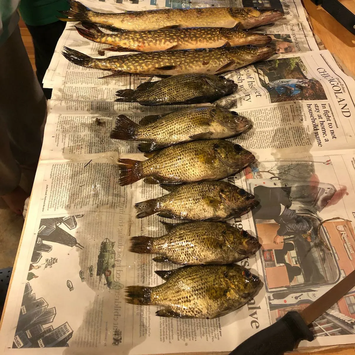 recently logged catches