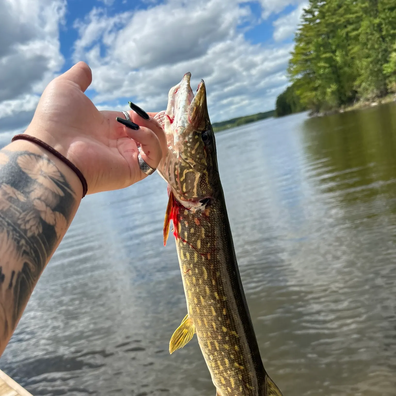 recently logged catches