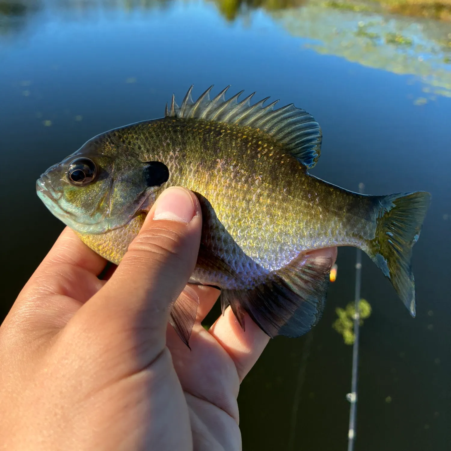 Bluegill caught on Fishbrain