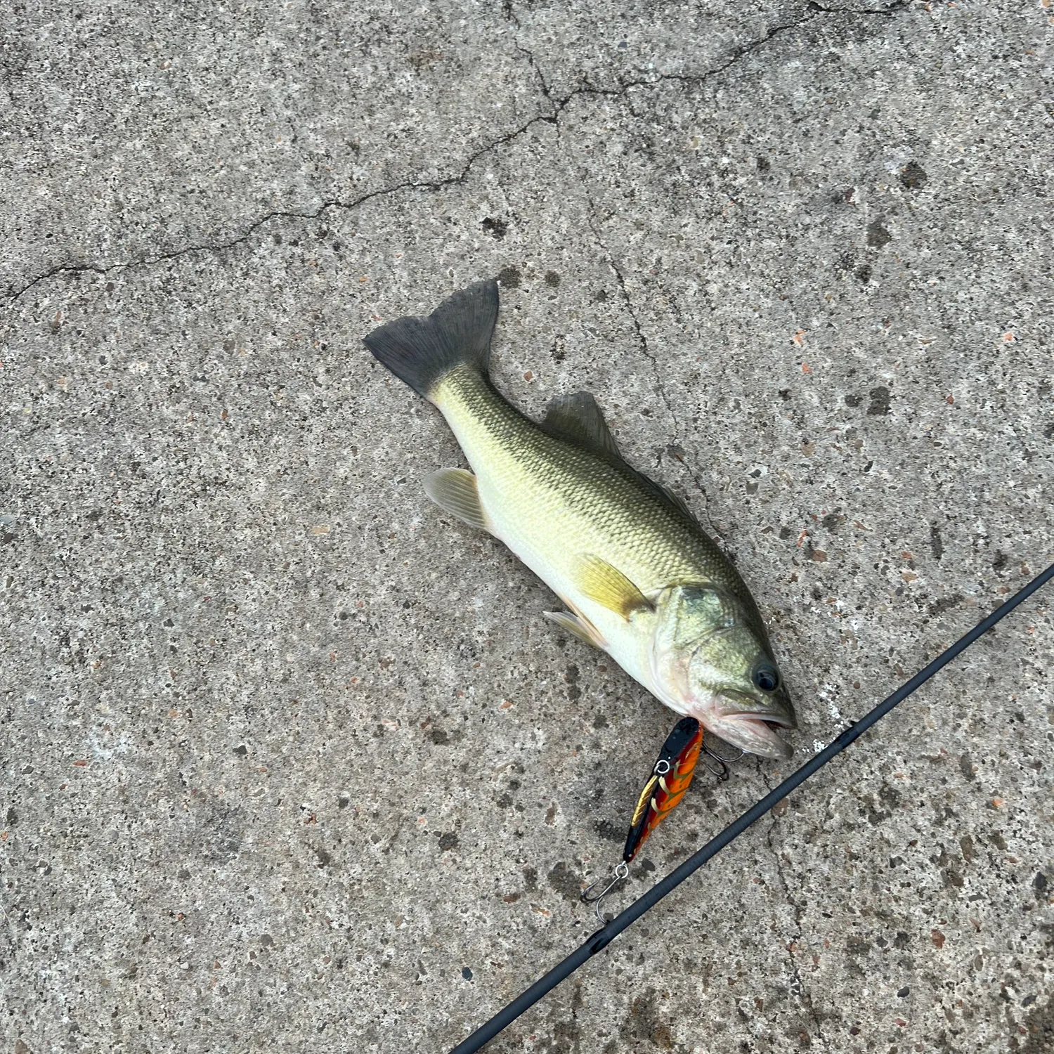 Largemouth bass caught on Fishbrain