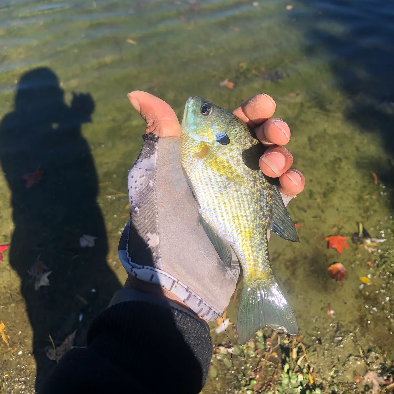 Bluegill caught on Fishbrain