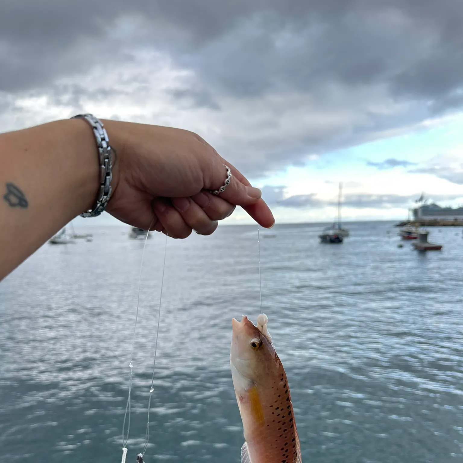 The most recent Señorita catches on Fishbrain