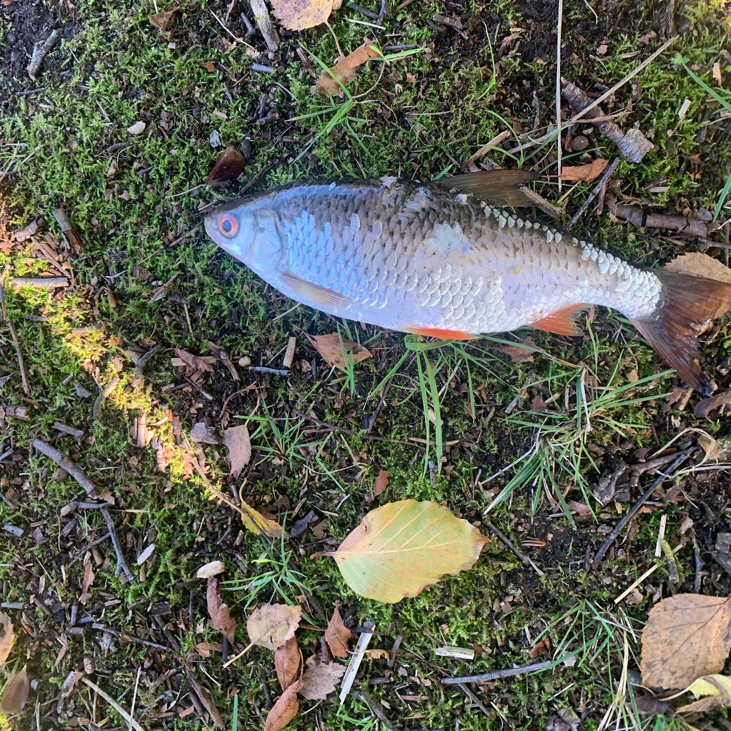 Common roach caught on Fishbrain