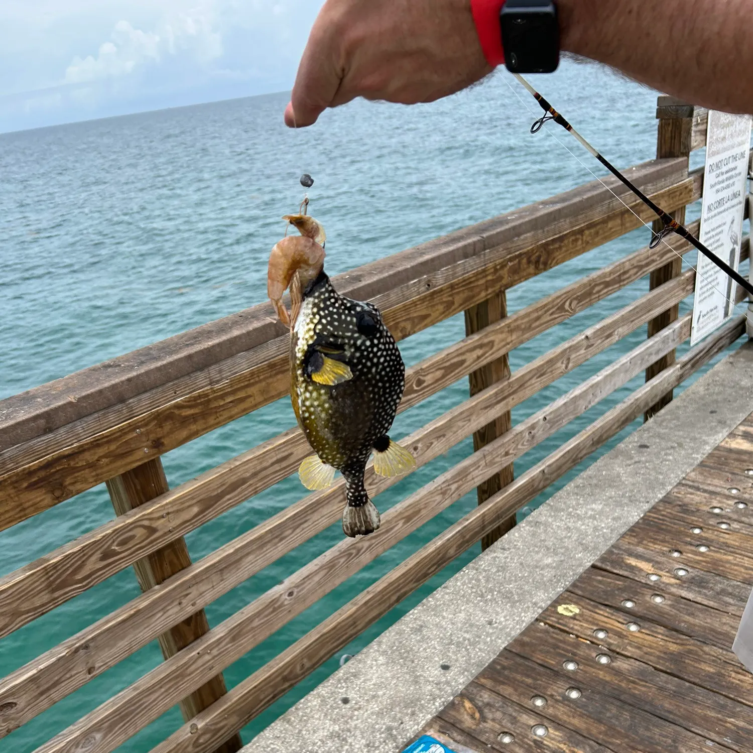 The most recent Smooth trunkfish catches on Fishbrain