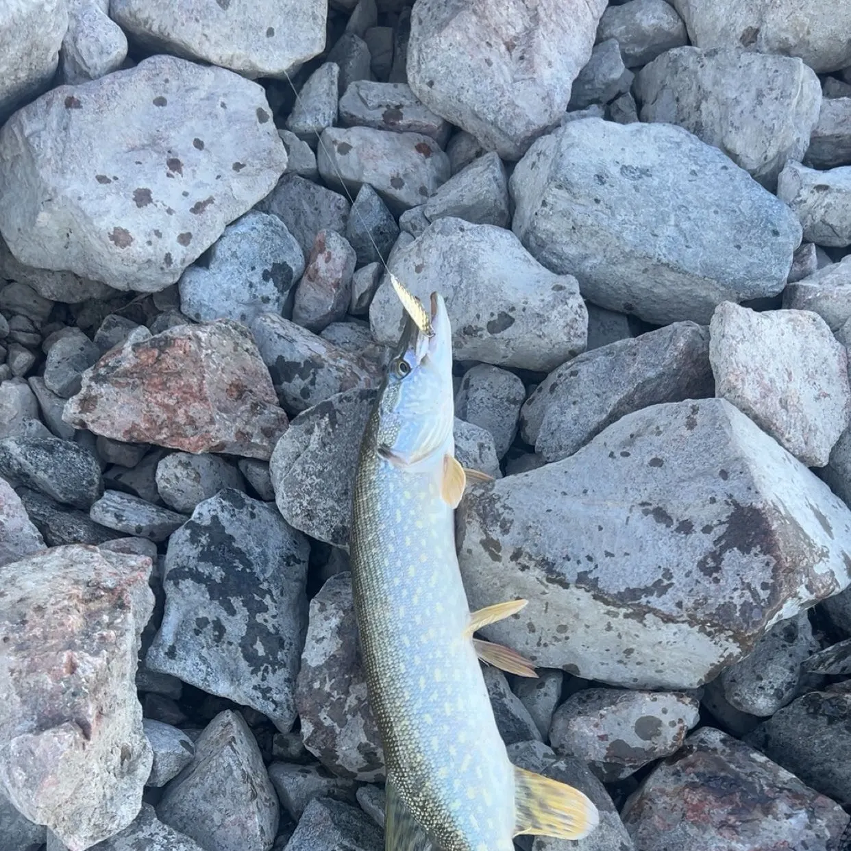 Northern pike caught on Fishbrain