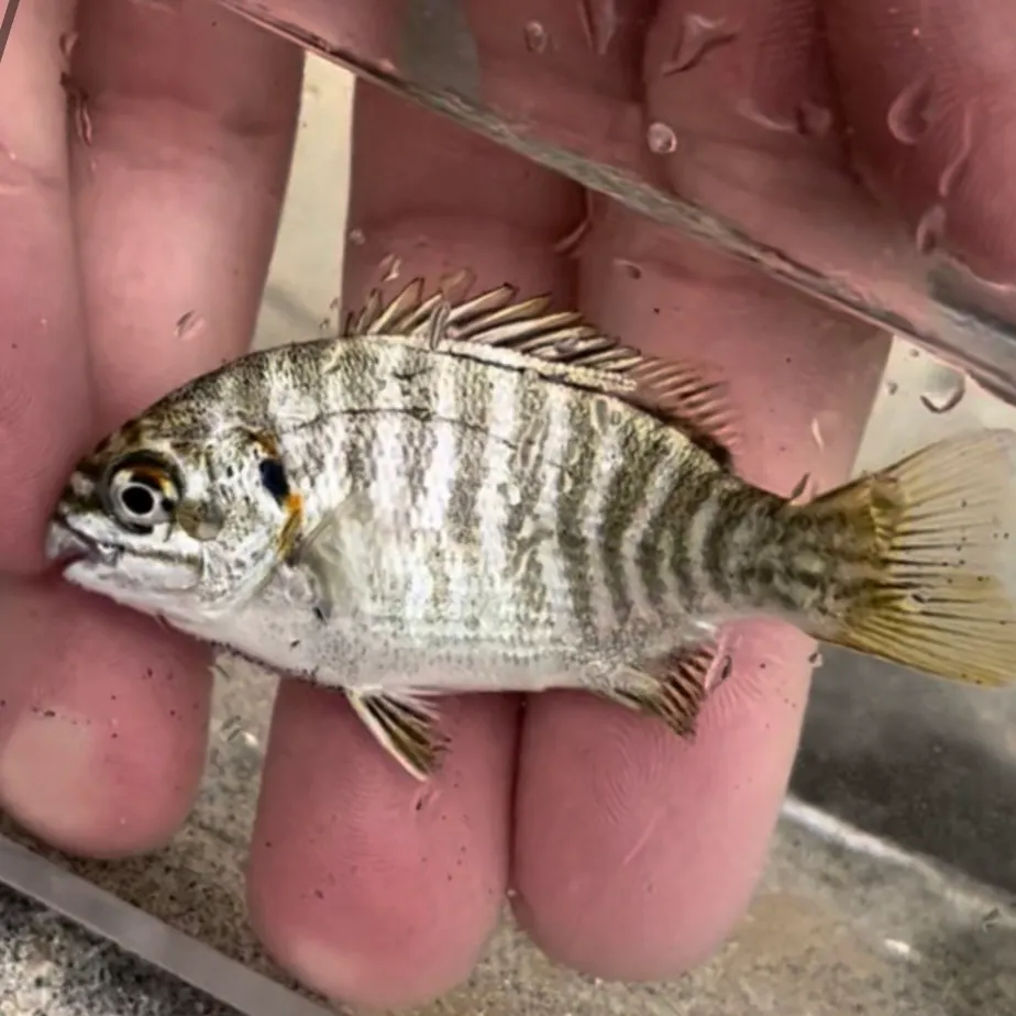 The most recent Zebra-perch sea chub catches on Fishbrain