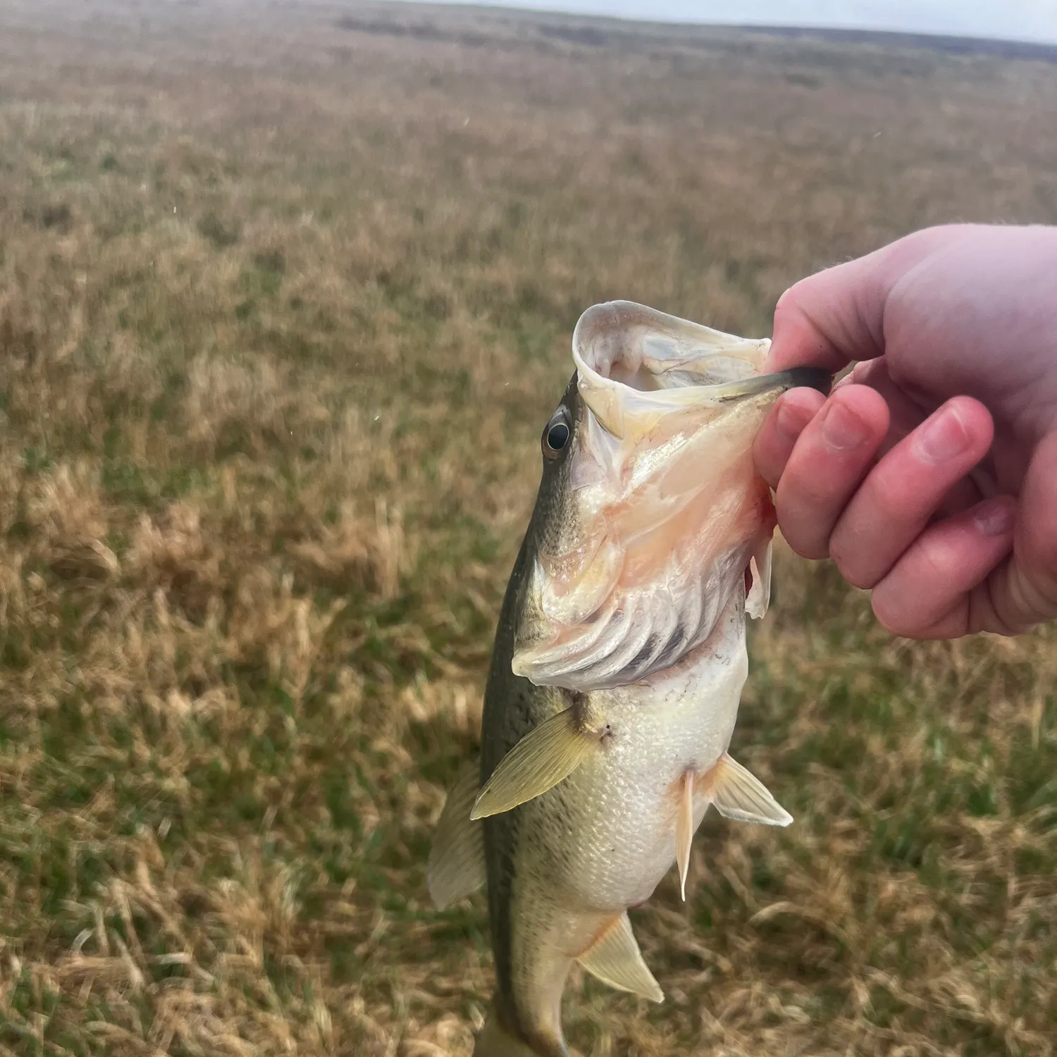 angler catch