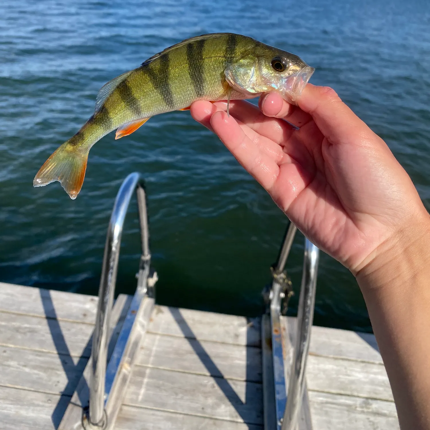 European perch caught on Fishbrain