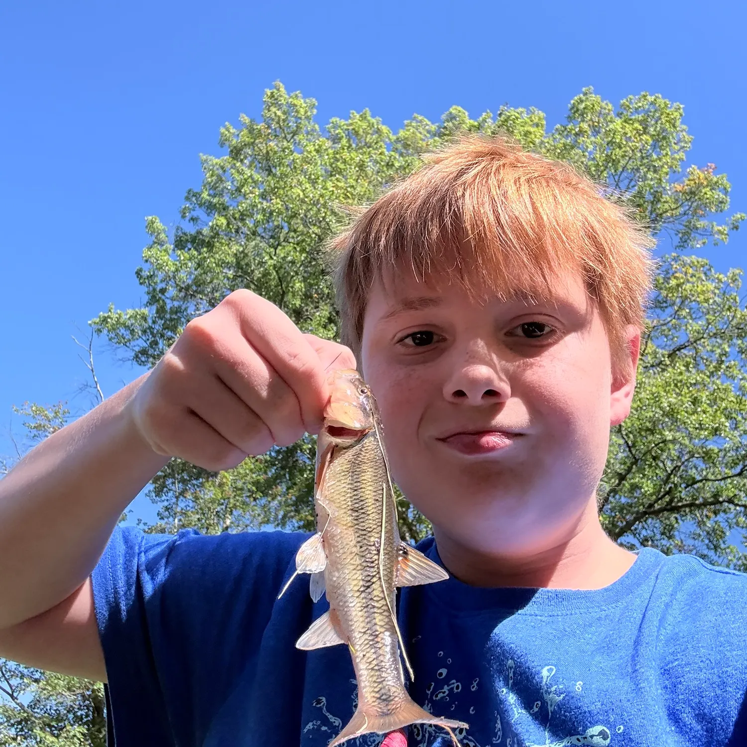 Creek chub caught on Fishbrain
