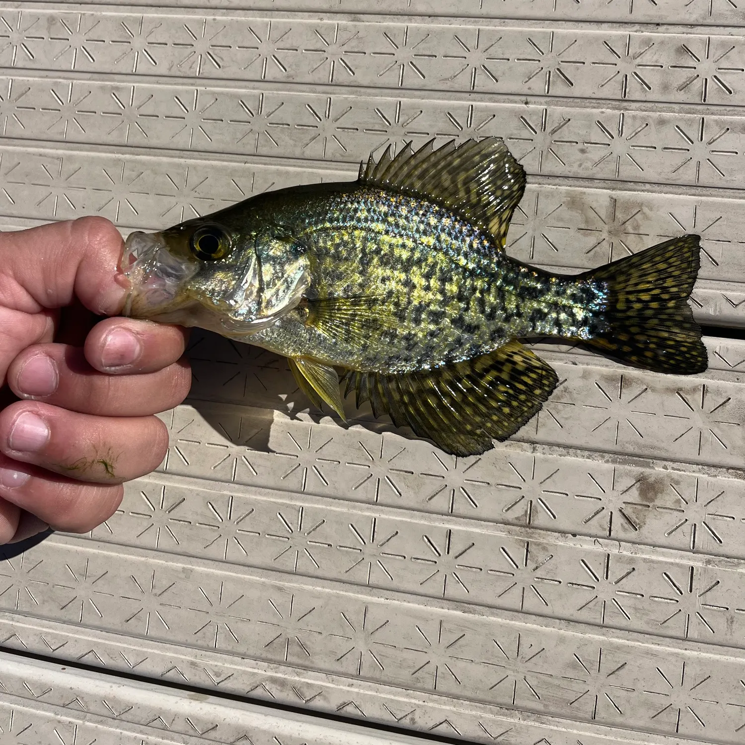 Black crappie caught on Fishbrain