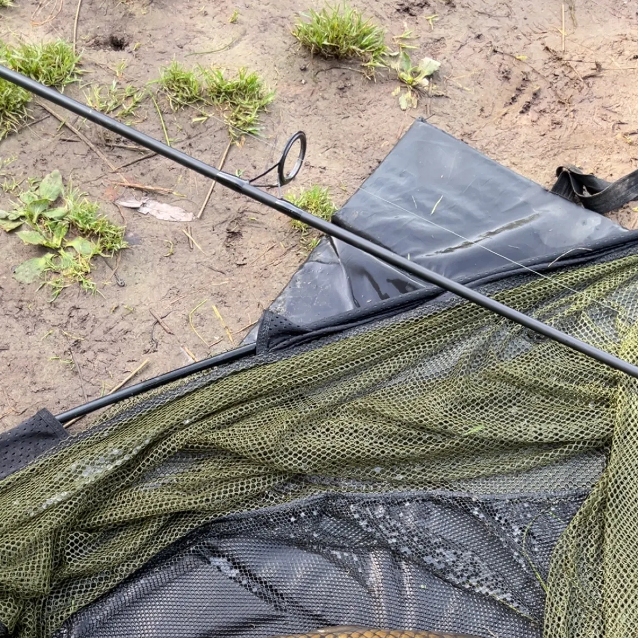 Common carp caught on Fishbrain
