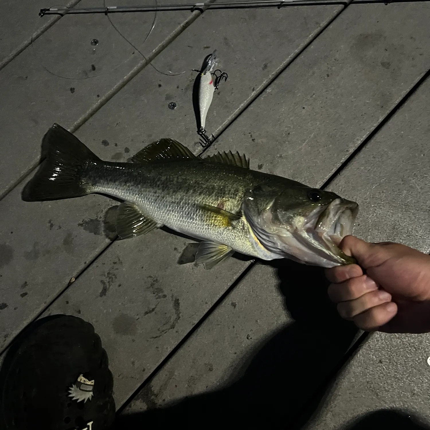Largemouth bass caught on Fishbrain