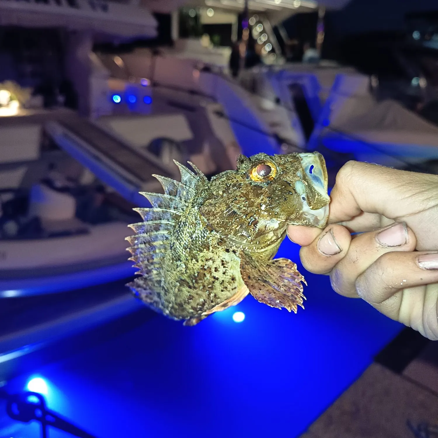 The most recent Black scorpionfish catches on Fishbrain