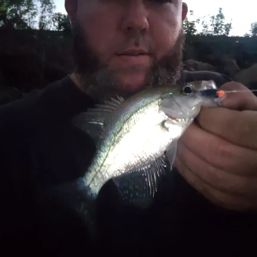 Black crappie caught on Fishbrain
