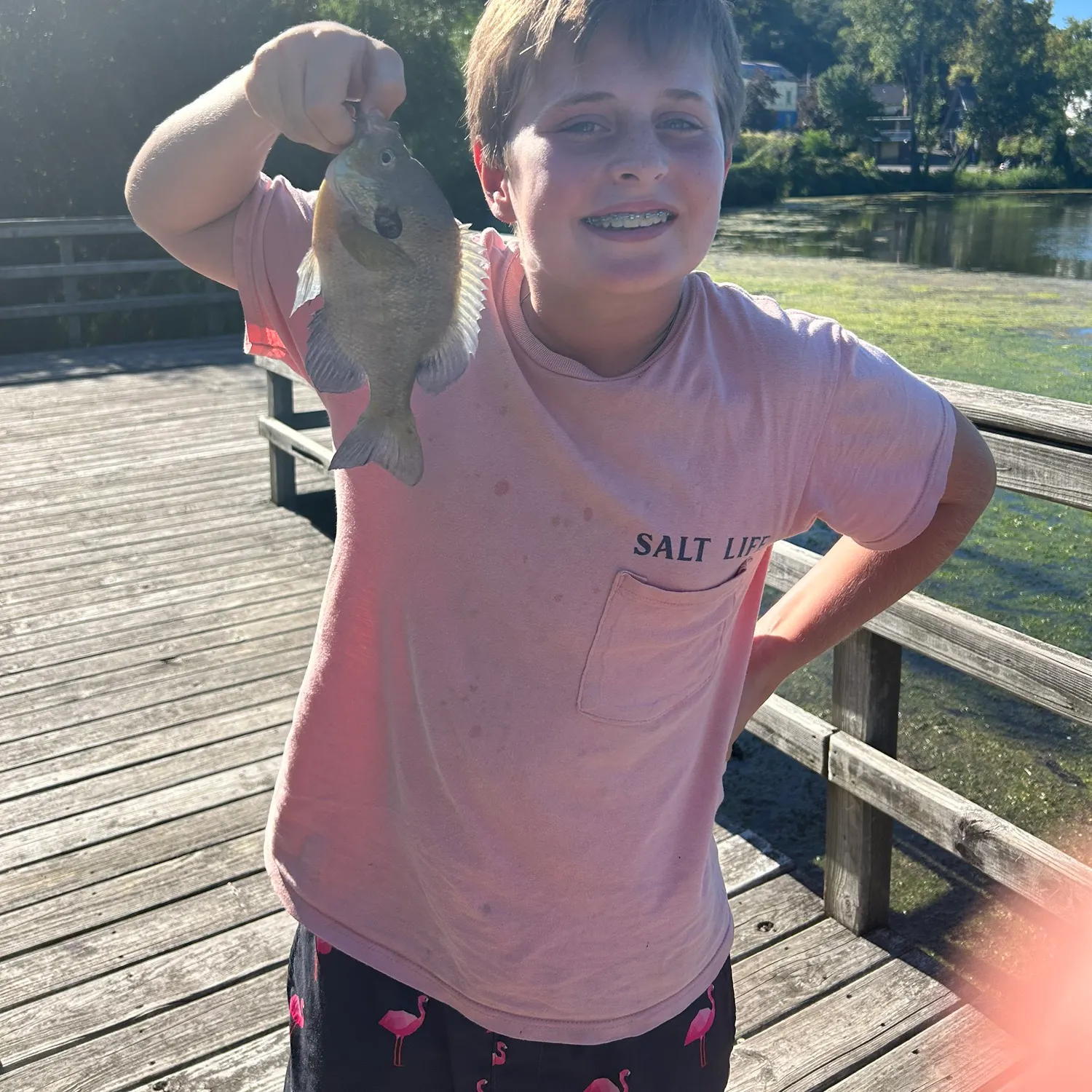 Bluegill caught on Fishbrain