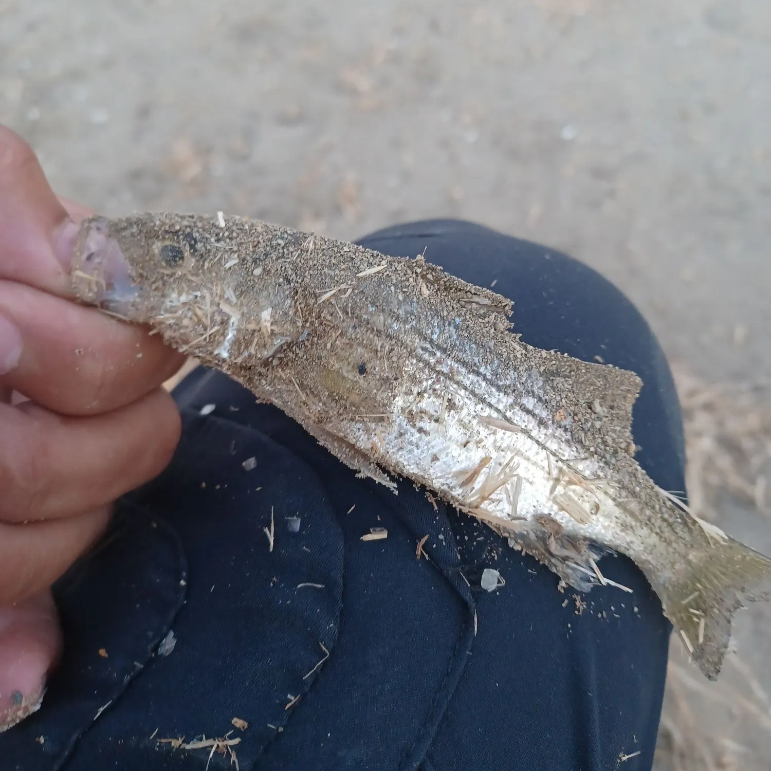 Striped bass caught on Fishbrain