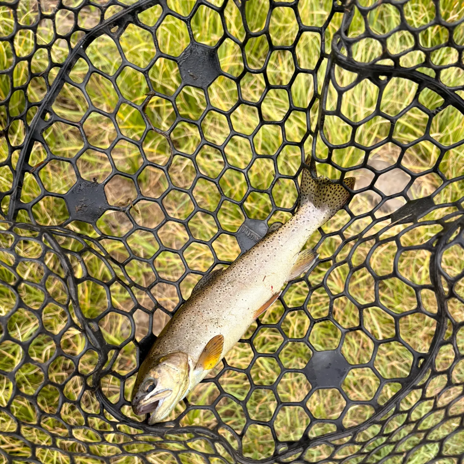 The most recent Apache trout catches on Fishbrain