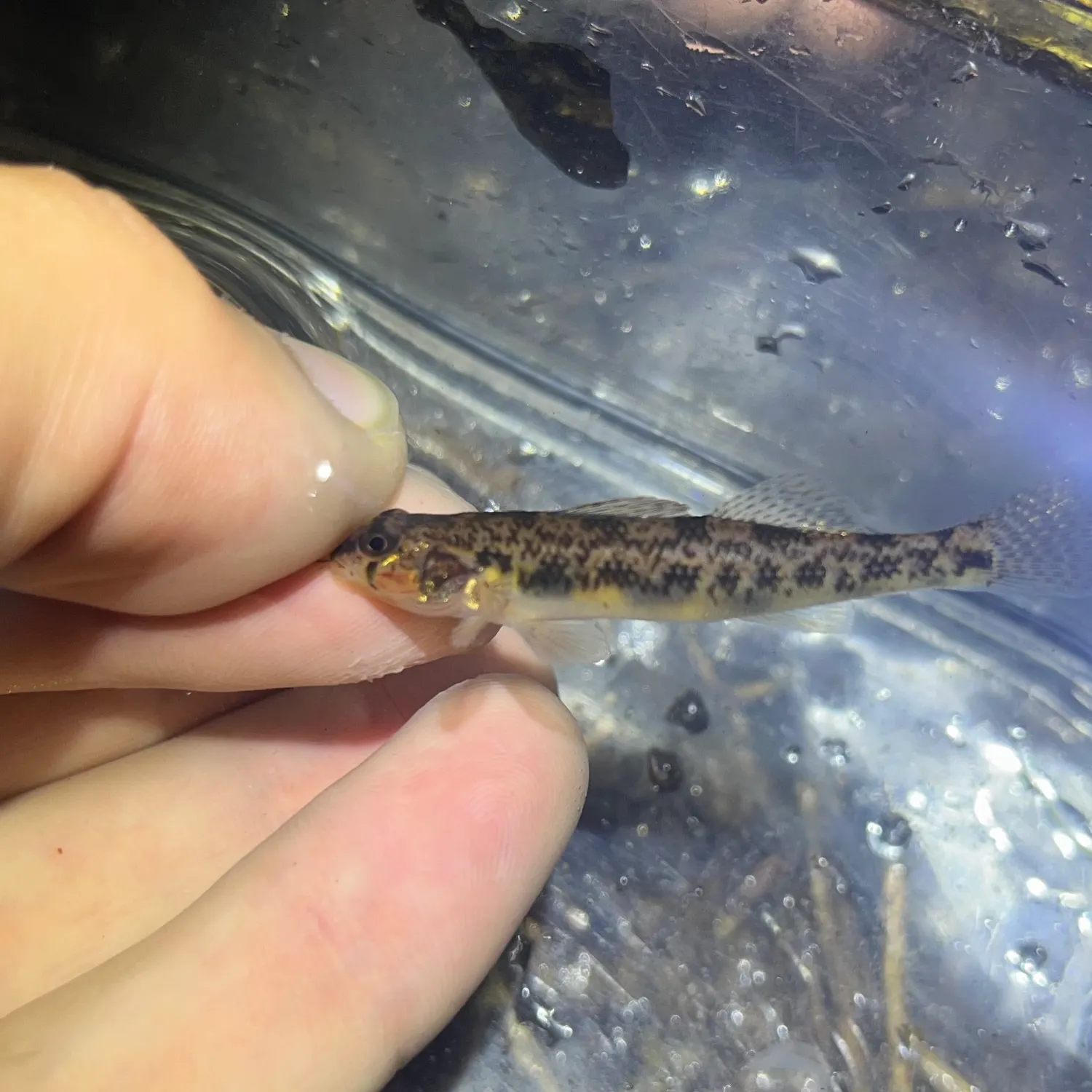 The most recent Northern tessellated darter catches on Fishbrain