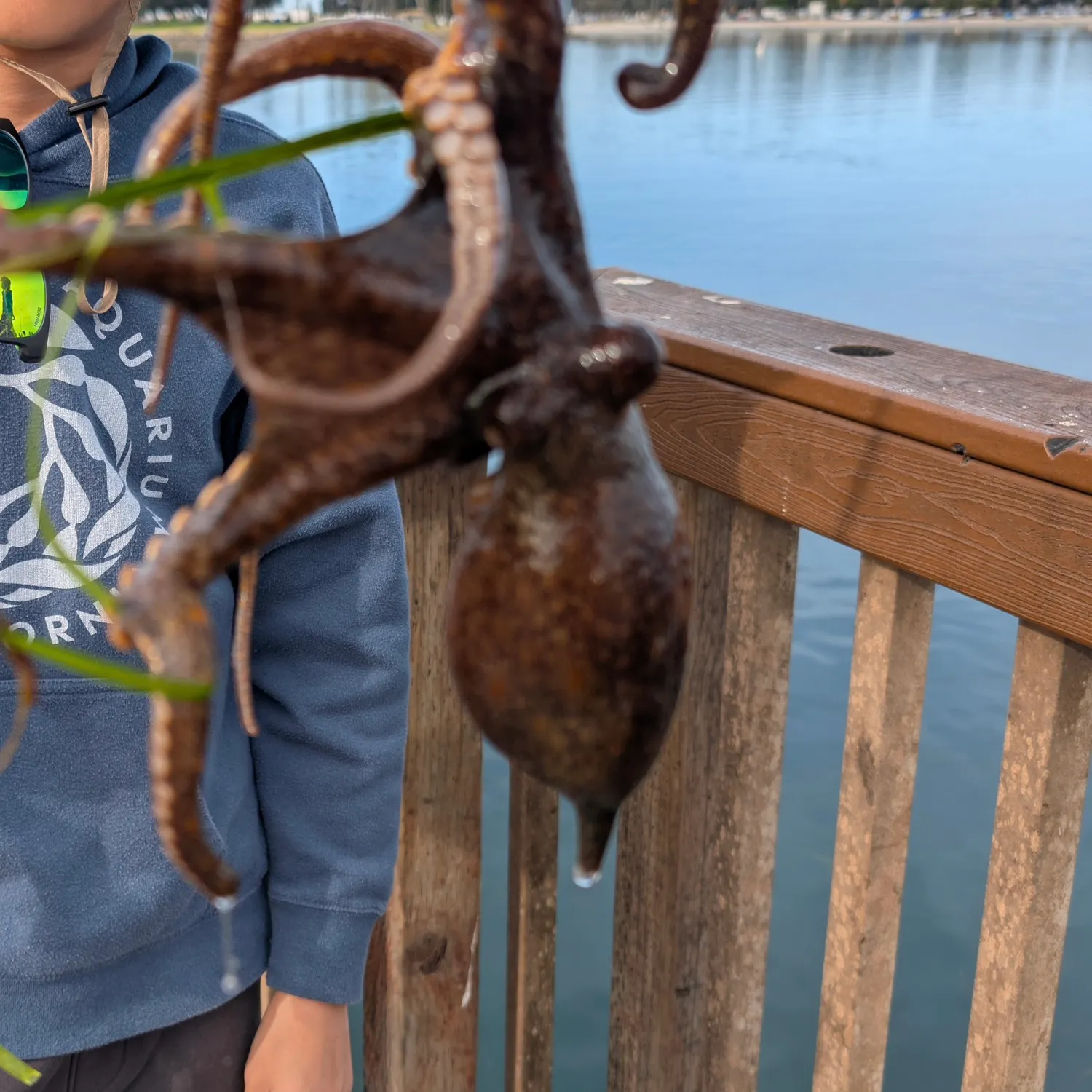 The most recent California two-spot octopus catches on Fishbrain