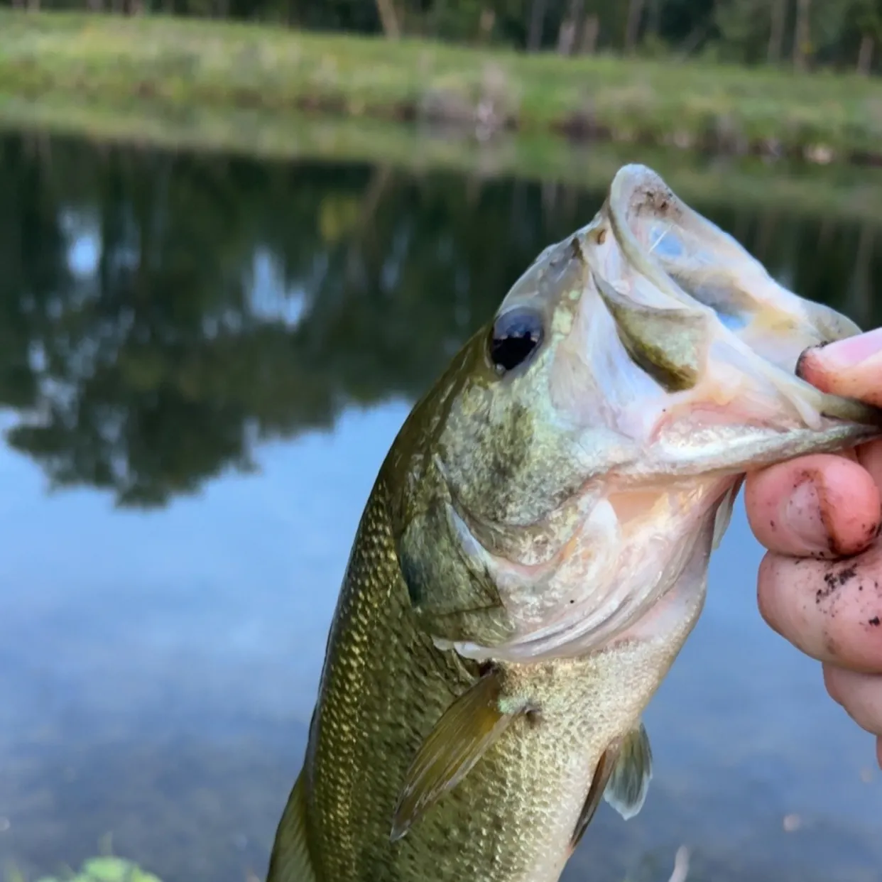 Largemouth bass caught on Fishbrain