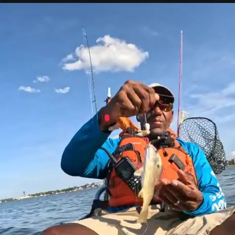 The most recent Blackspotted croaker catches on Fishbrain