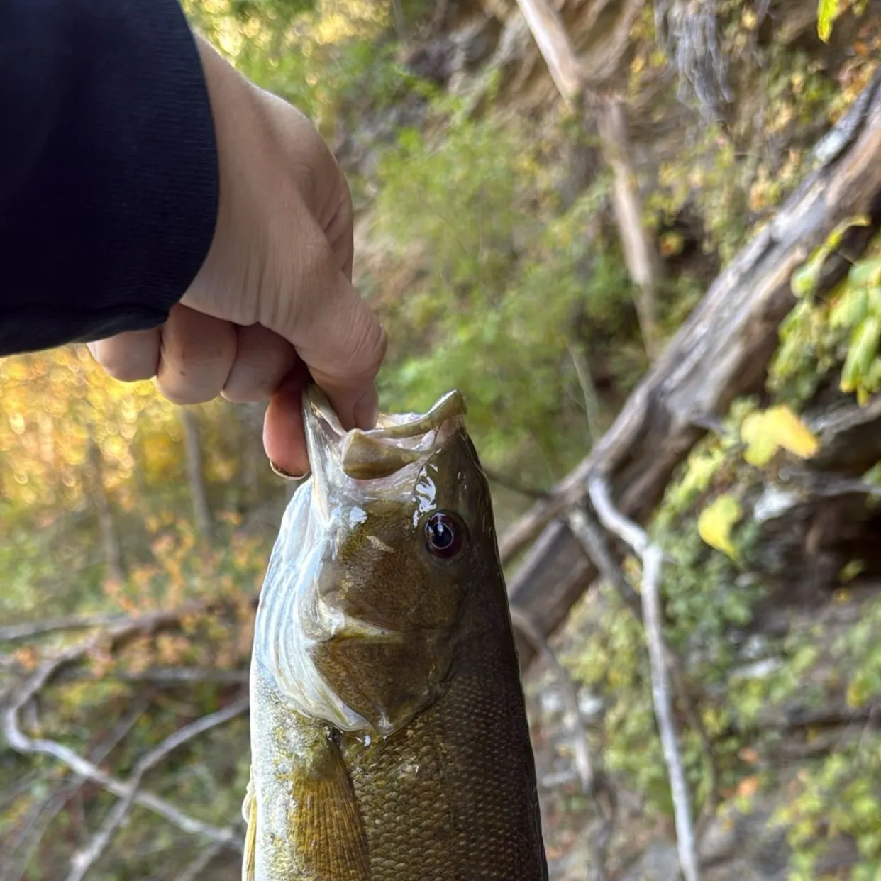 Smallmouth bass caught on Fishbrain