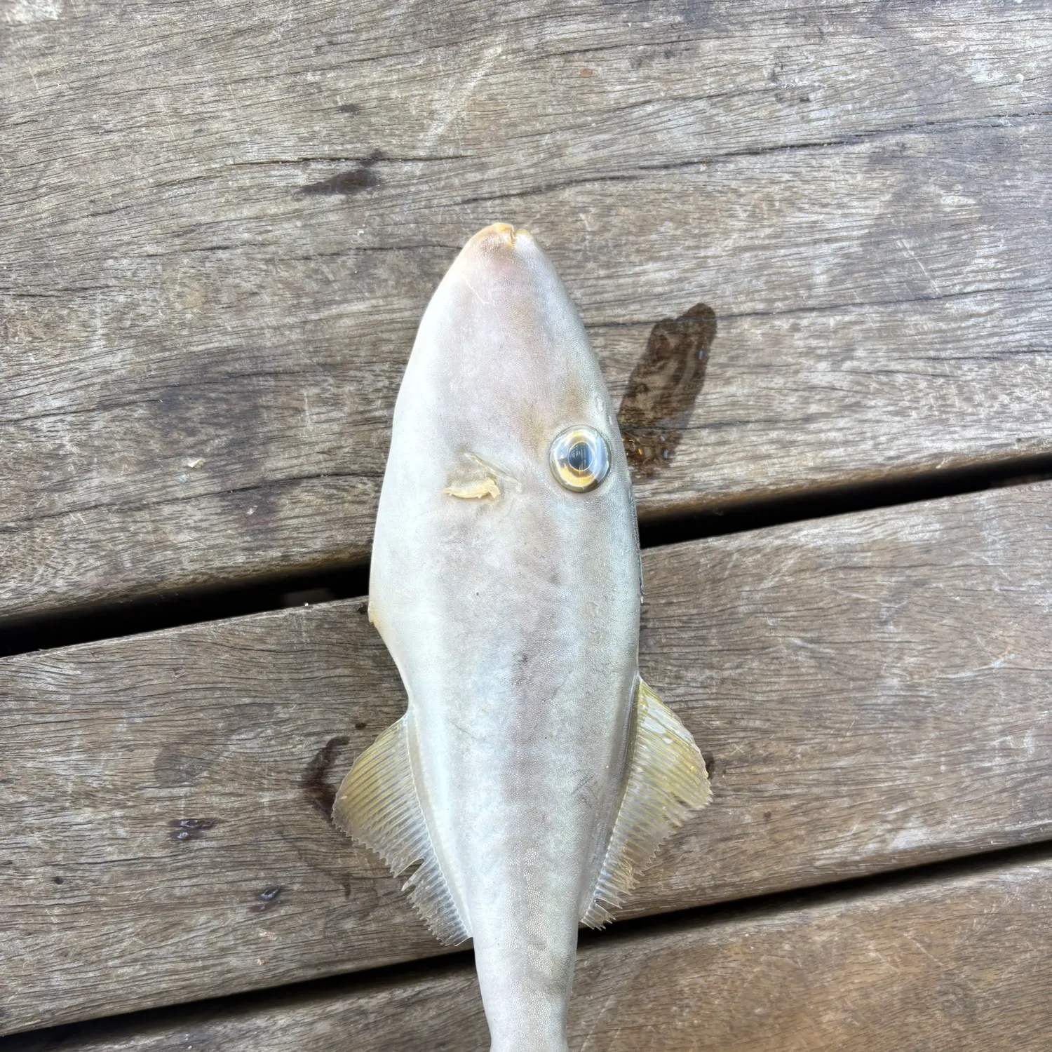 The most recent Rough Leatherjacket catches on Fishbrain