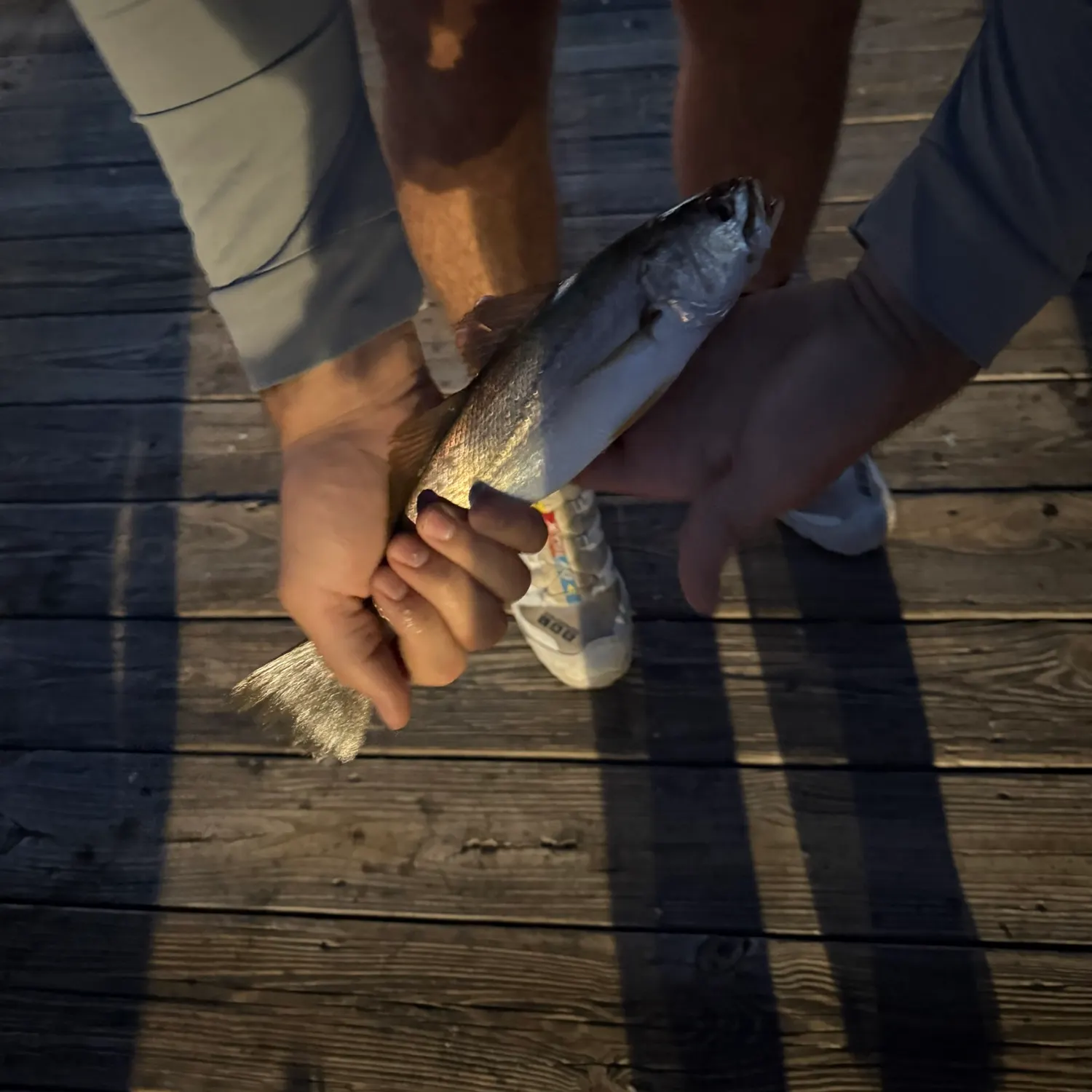 Sand seatrout caught on Fishbrain