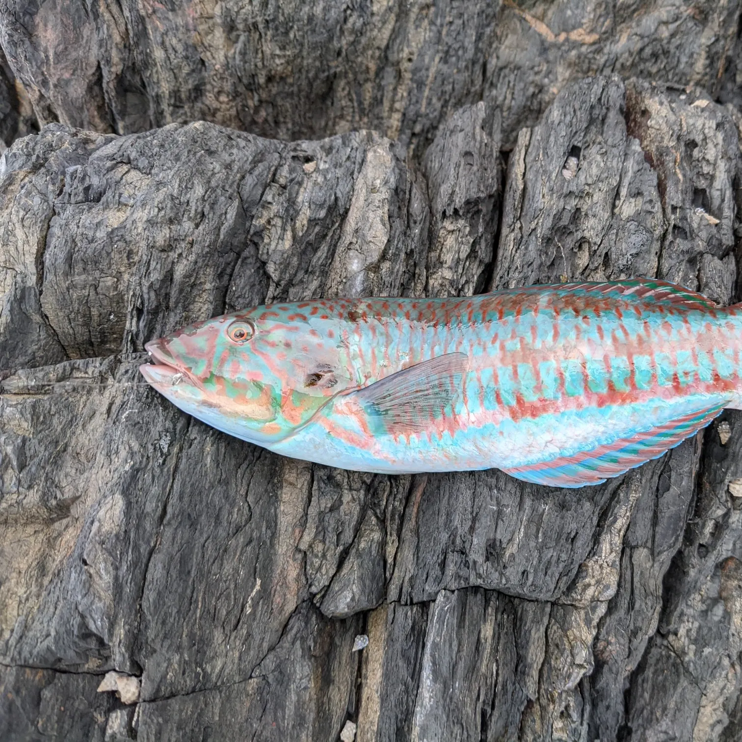 The most recent Cupid wrasse catches on Fishbrain