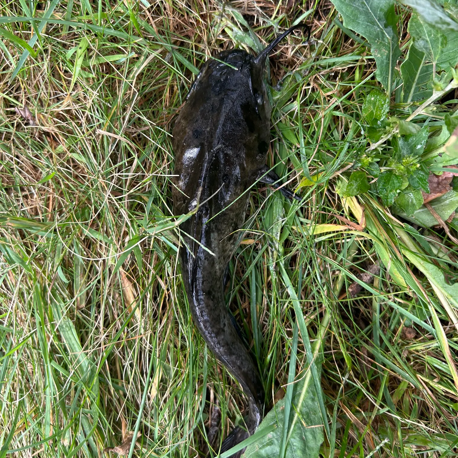 The most recent Spotted bullhead catches on Fishbrain
