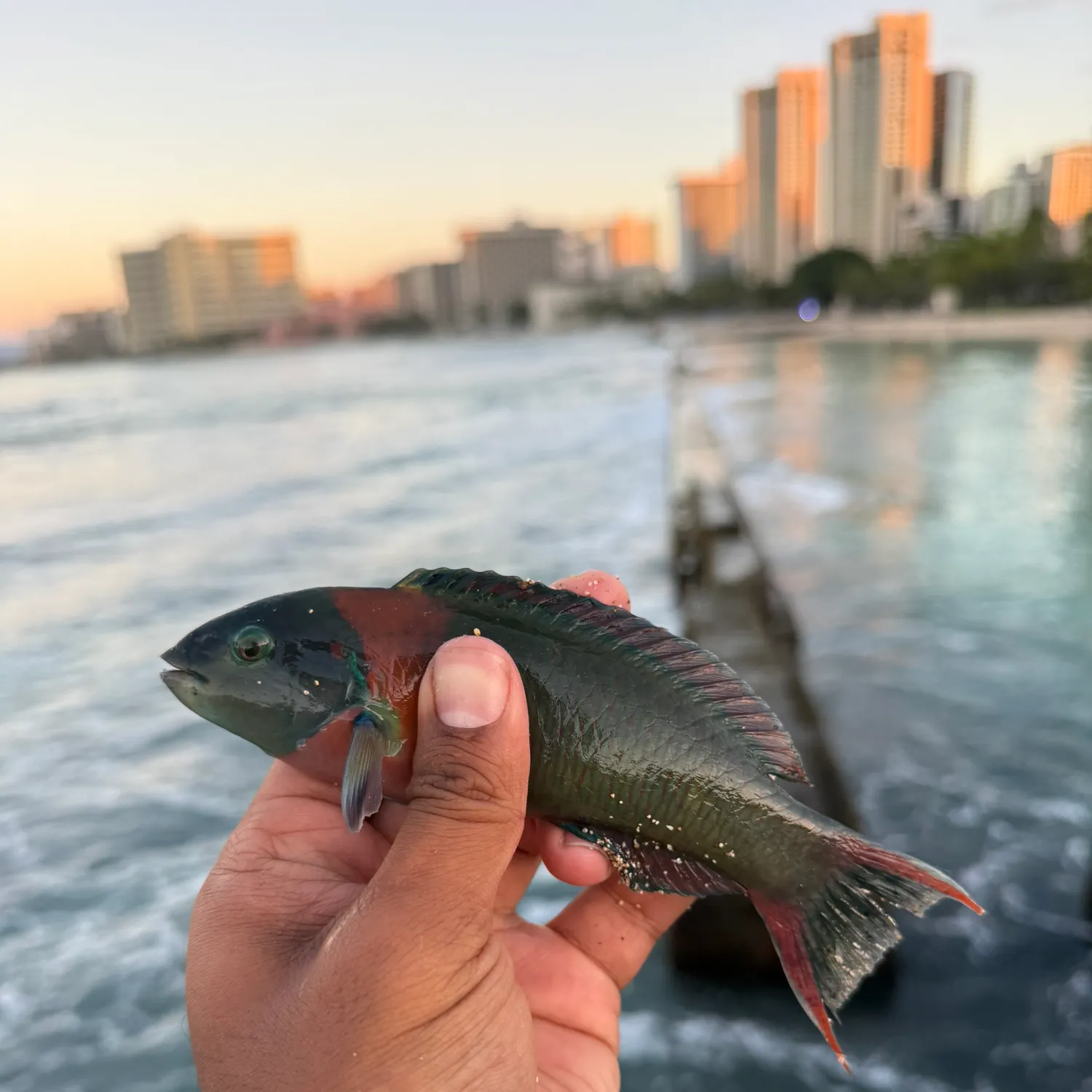 The most recent Saddle wrasse catches on Fishbrain