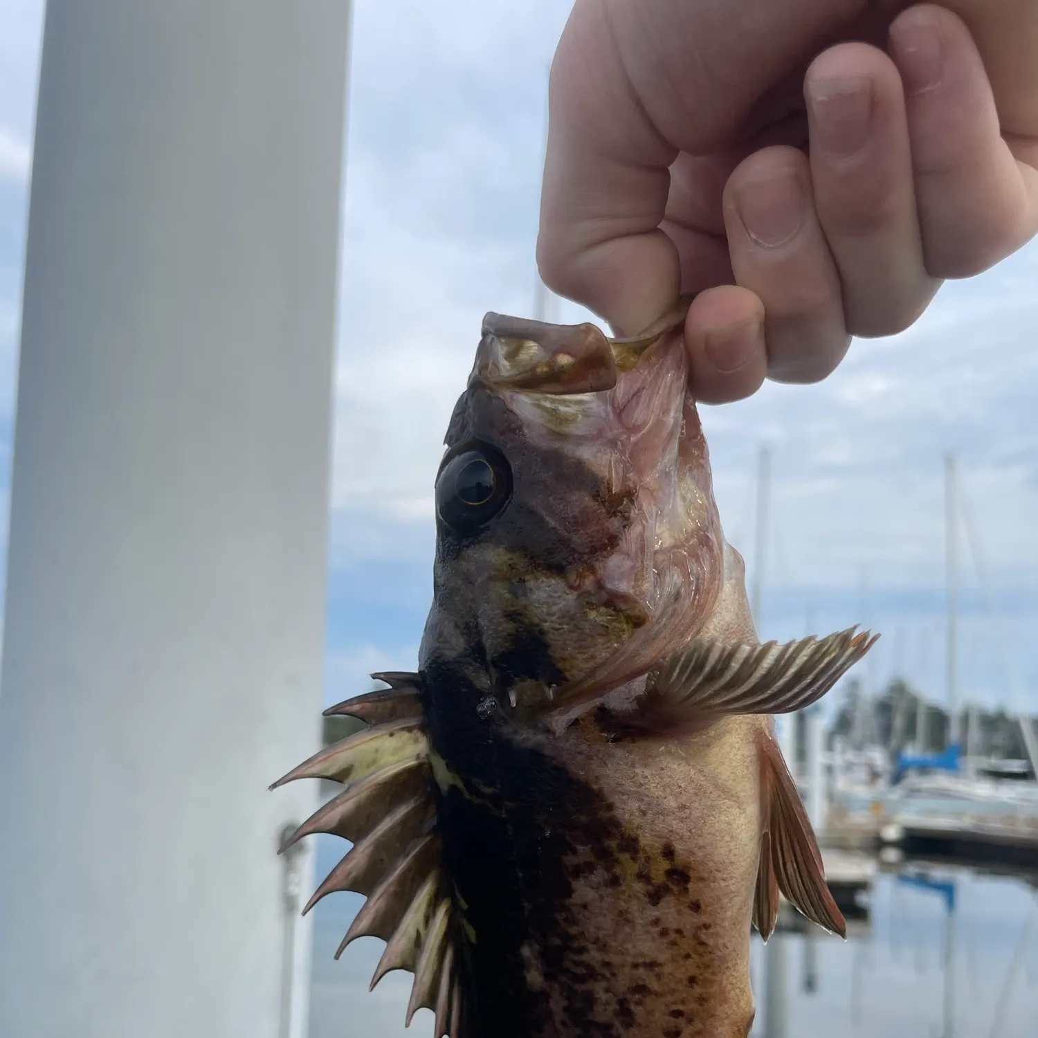 catch