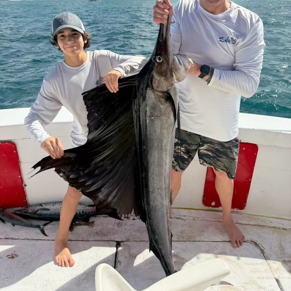 The most recent Atlantic sailfish catches on Fishbrain